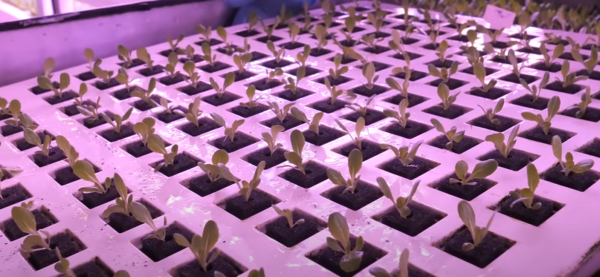 팜에이트는  10월 23일부터 25일까지 일산 킨텍스에서 열리는‘TAS 2024’에서 스마트팜에 대한 대중의 이해를 돕기 위해 ‘팜소믈리에’ 체험존을 운영한다. /팜에이트