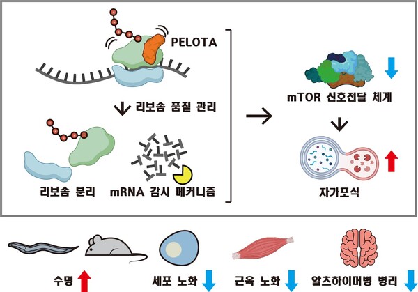 KAIST-연세대-KRIBB 공동 연구진이 리보솜 품질 관리 인자인 ‘PELOTA(펠로타) 단백질’이 노화를 늦추고 장수를 유도하는 핵심 조절자임을 밝힌 연구 요약. /KAIST
